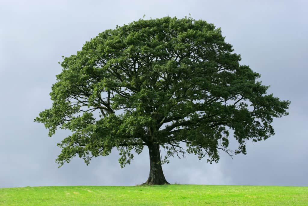 Oak tree in full leaf in summer standing alone in a field against a steel grey stormy sky.