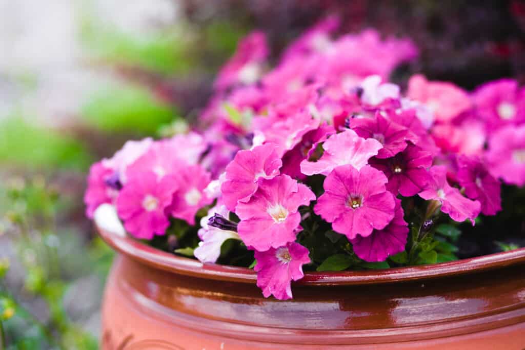 Fresh pink violets in a pot