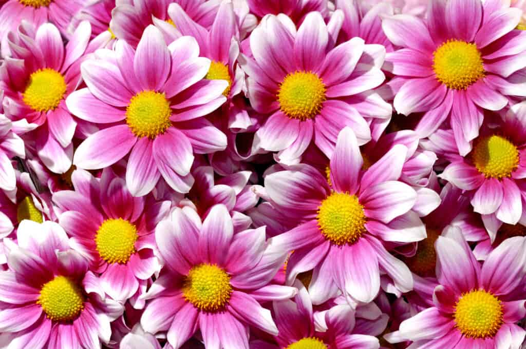 Artistic floral background with colorful purple white yellow chrysanthemums