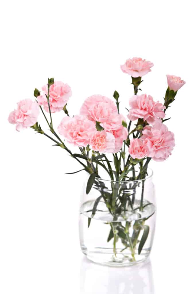 Bouquet of pink carnations in vase isolated over white