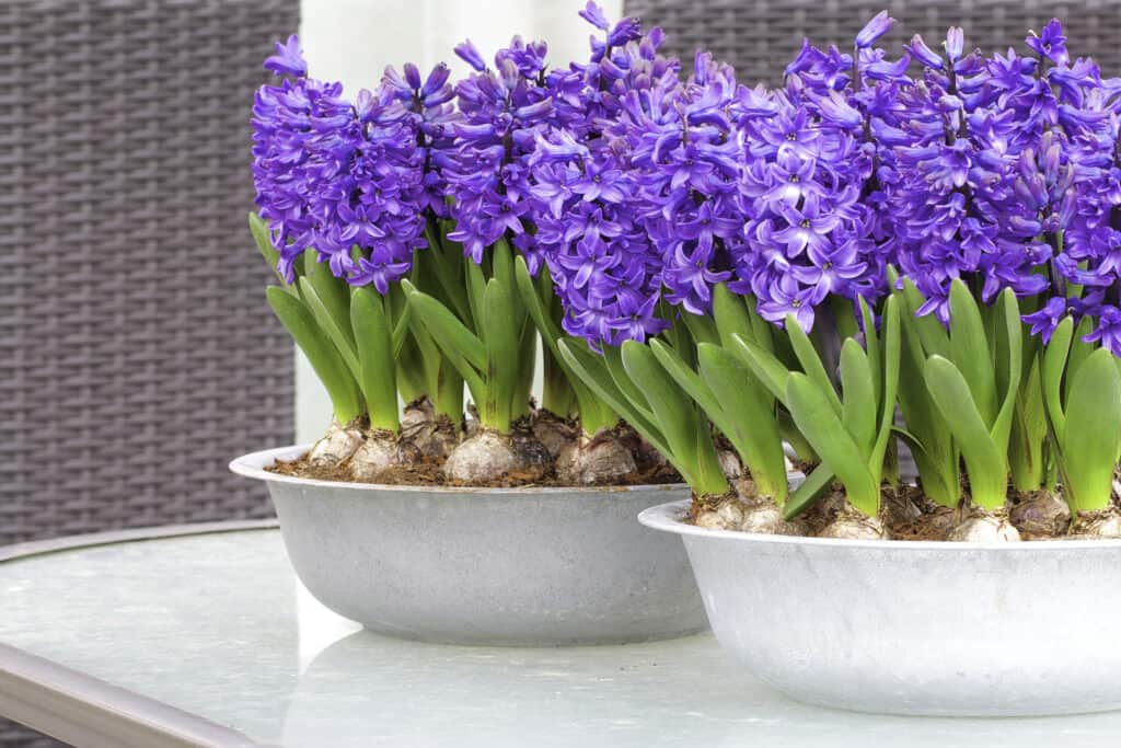 Photo of purple hyacinths on a glass table in springtime