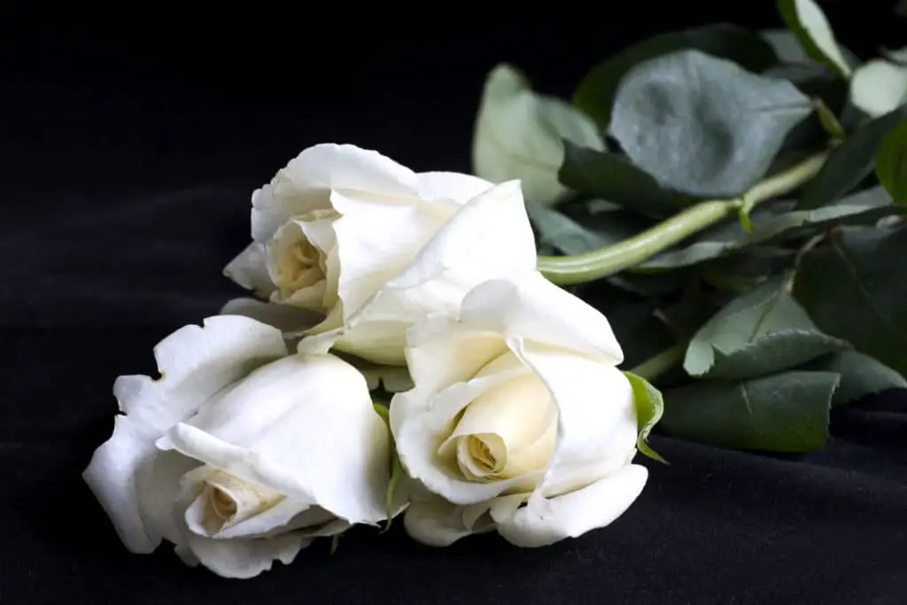 White roses on black velvety background