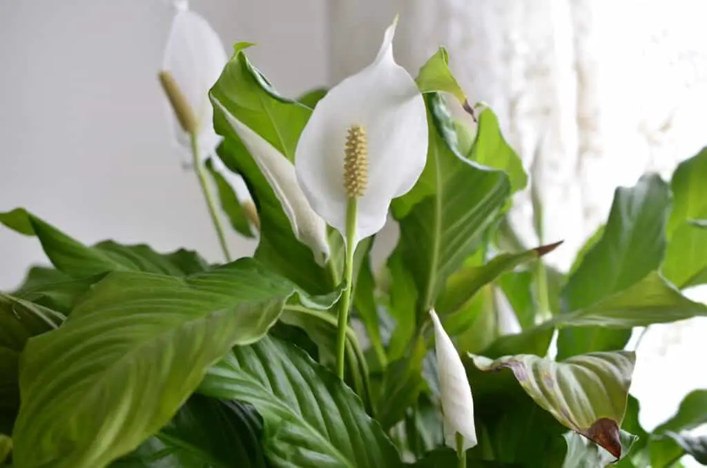 Image of peace lily flower plant