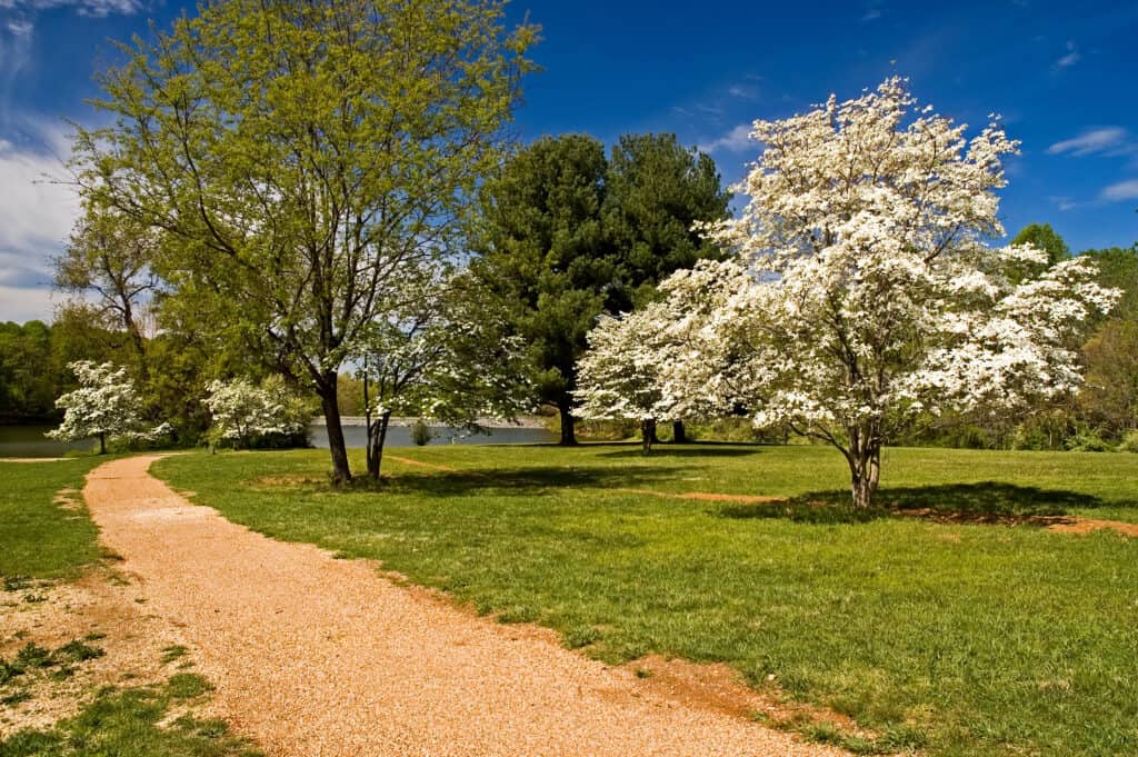 Dogwood trees in bloom at a lakeshore park in spring