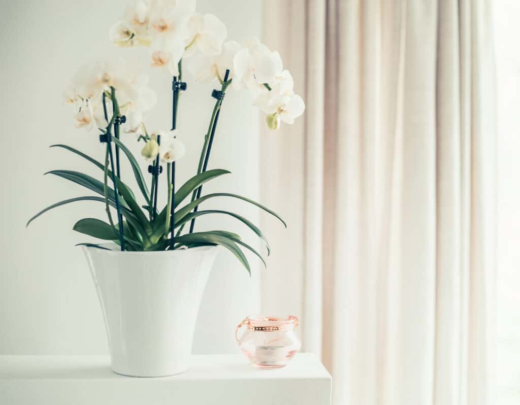 White orchid plant with flowers in pot on window still